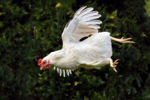 Hoe hoog kan een kip vliegen