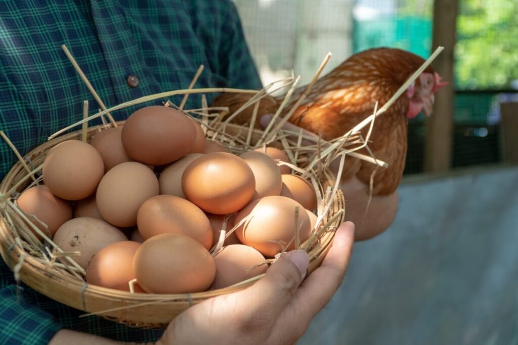 Hoeveel eieren legt een kip per dag