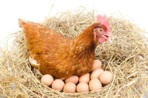 Welke kip legt de meeste eieren